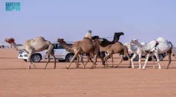 ✳️أدوية الإبل.. التحديات التي تواجه صناعة الرعاية البيطرية وتطلعات التطور العلمي في المستقبل